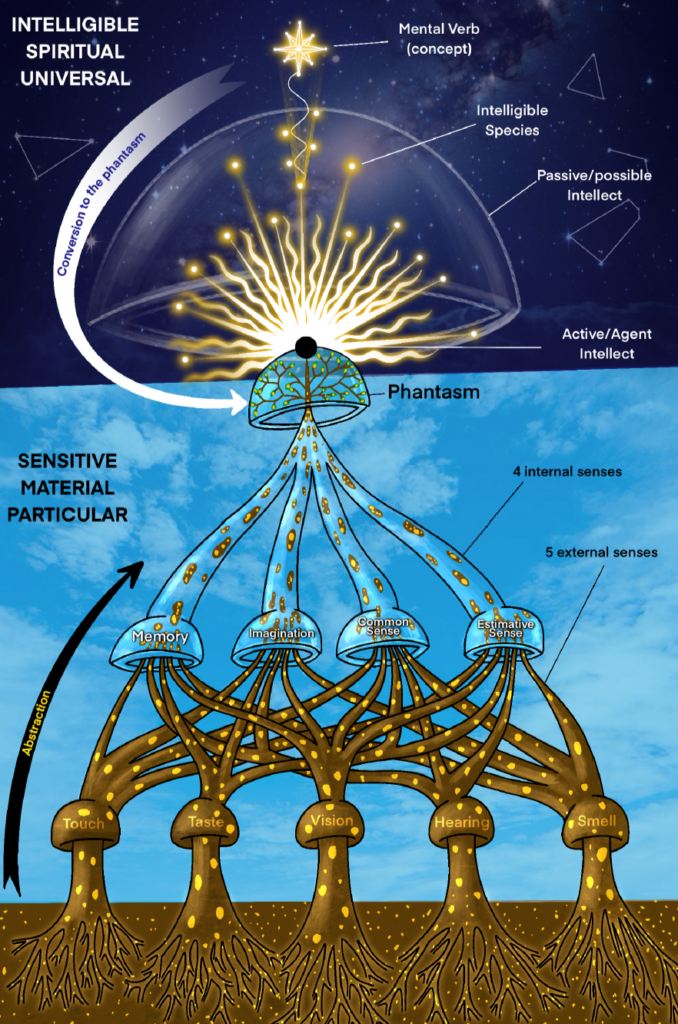 intelligible spiritual universe and the sensitive material particular graphic